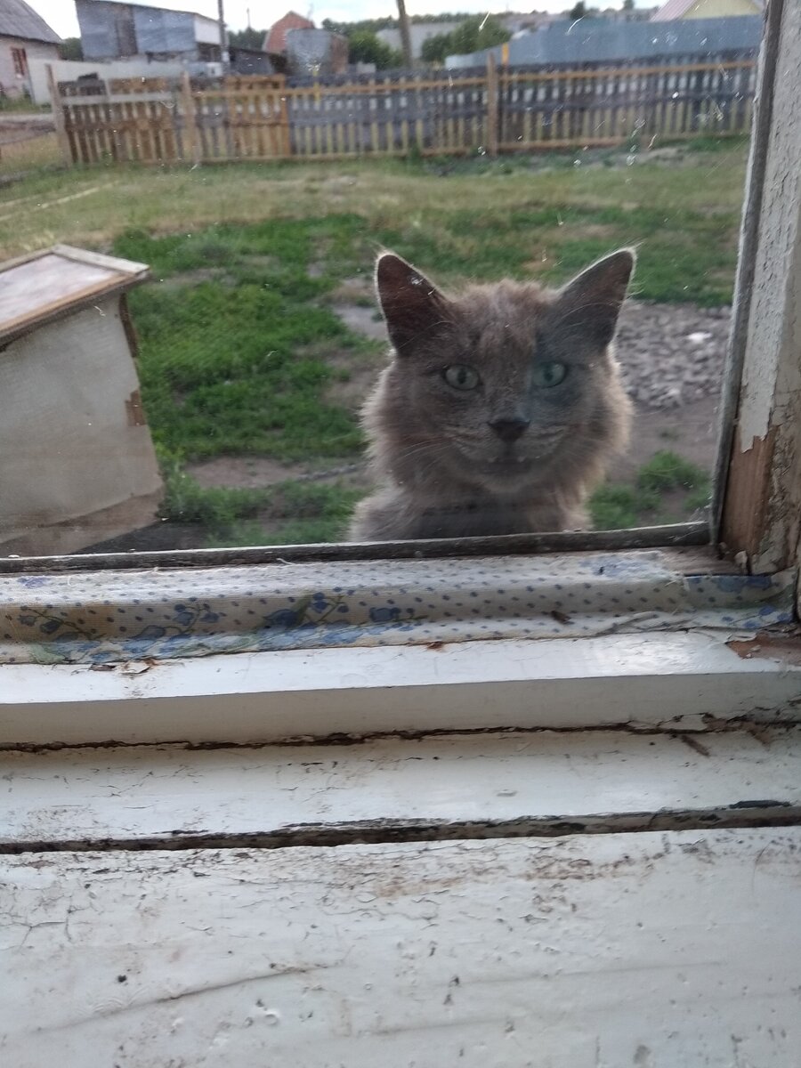 А вот и сам герой моего романа)))