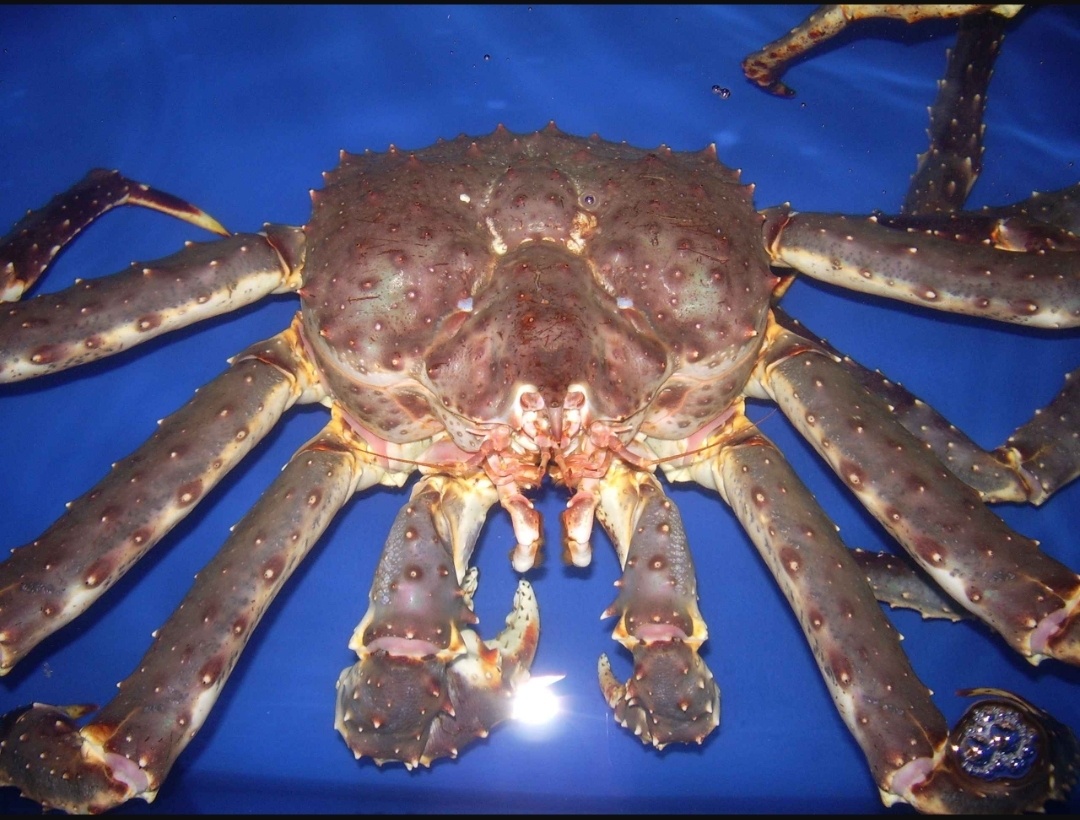 Камчатский крвб