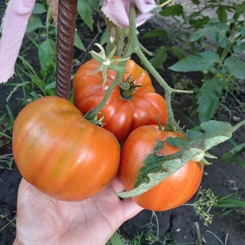 Как ускорить созревание томатов на кустах