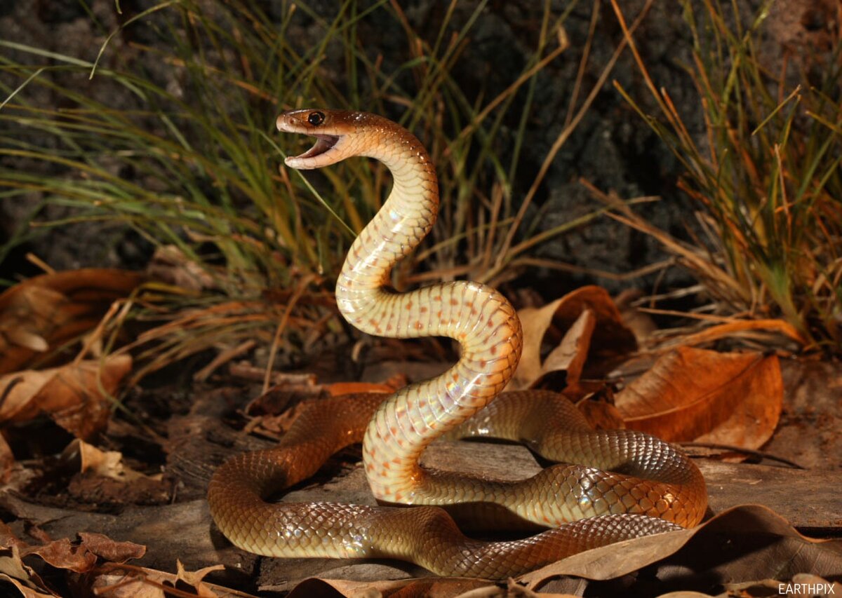 Самые ядовитые змеи фото. Австралийский Прибрежный Тайпан. Тайпан Маккоя змея. Внутриматериковый Тайпан. Тайпан змея Австралии.