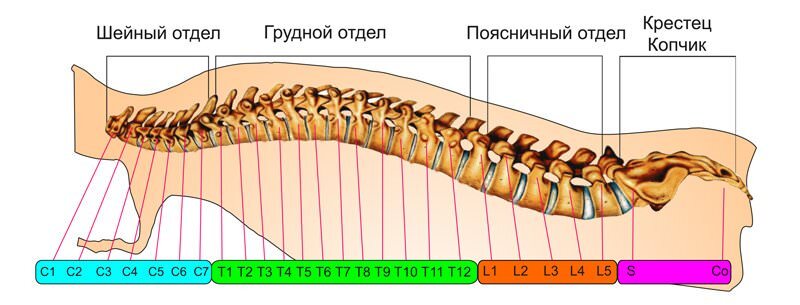 Лечение метастазов в позвоночнике