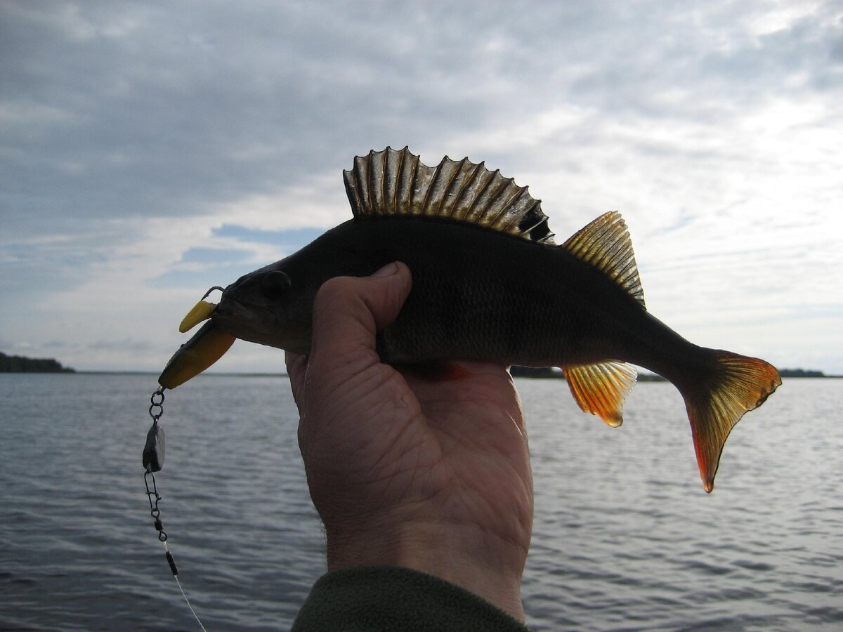 Пара вот таких окуней с верхней бровки и всё. 