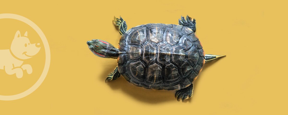 камберлендская черепаха. 4 лапы черепахи. 4 лапы черепахи. обычная черепаха. черепаха.