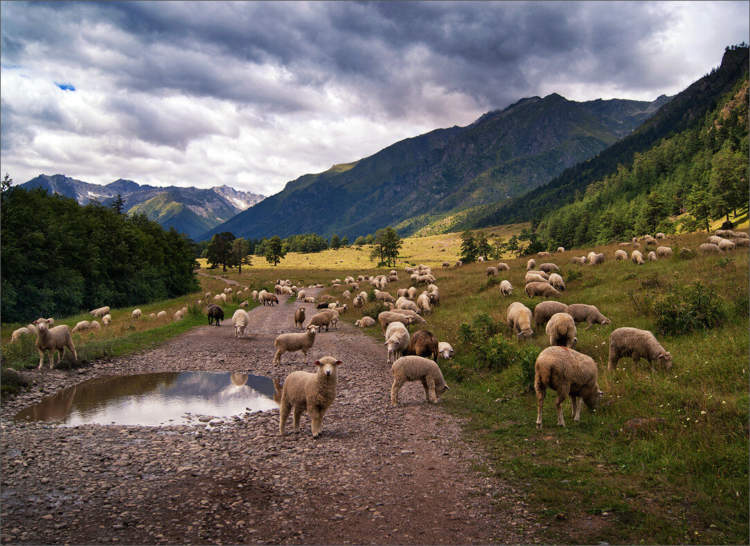 Горы бараны овцы Кавказ