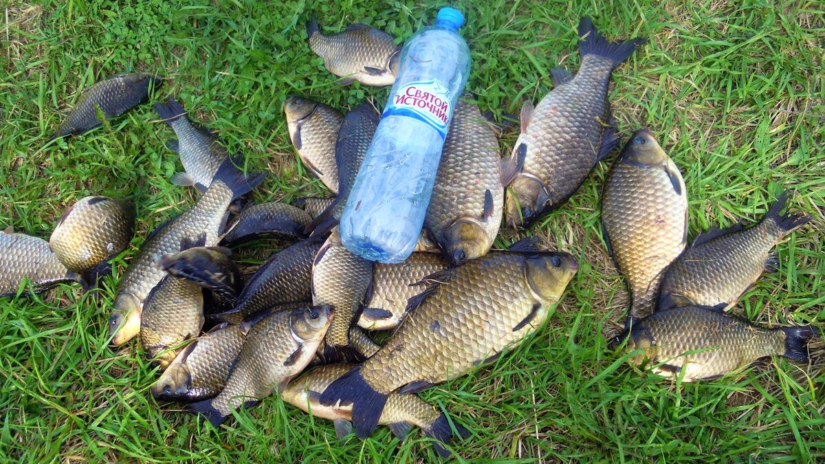 Фото взято из Интернета.