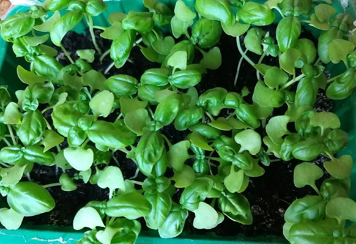 Базилик. микрозелень, выращенная в земле