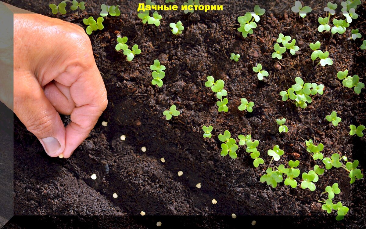 Семена для посева. Семена для посева. Посев семян 2022. Семена для посева. Когда идут сеять.