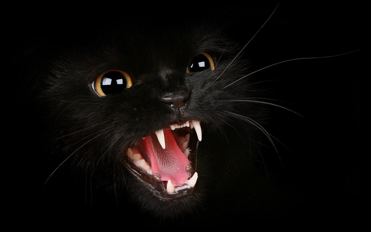 https://www.zastavki.com/pictures/1920x1200/2011/Animals_Cats_Black_kitten_031323_.jpg