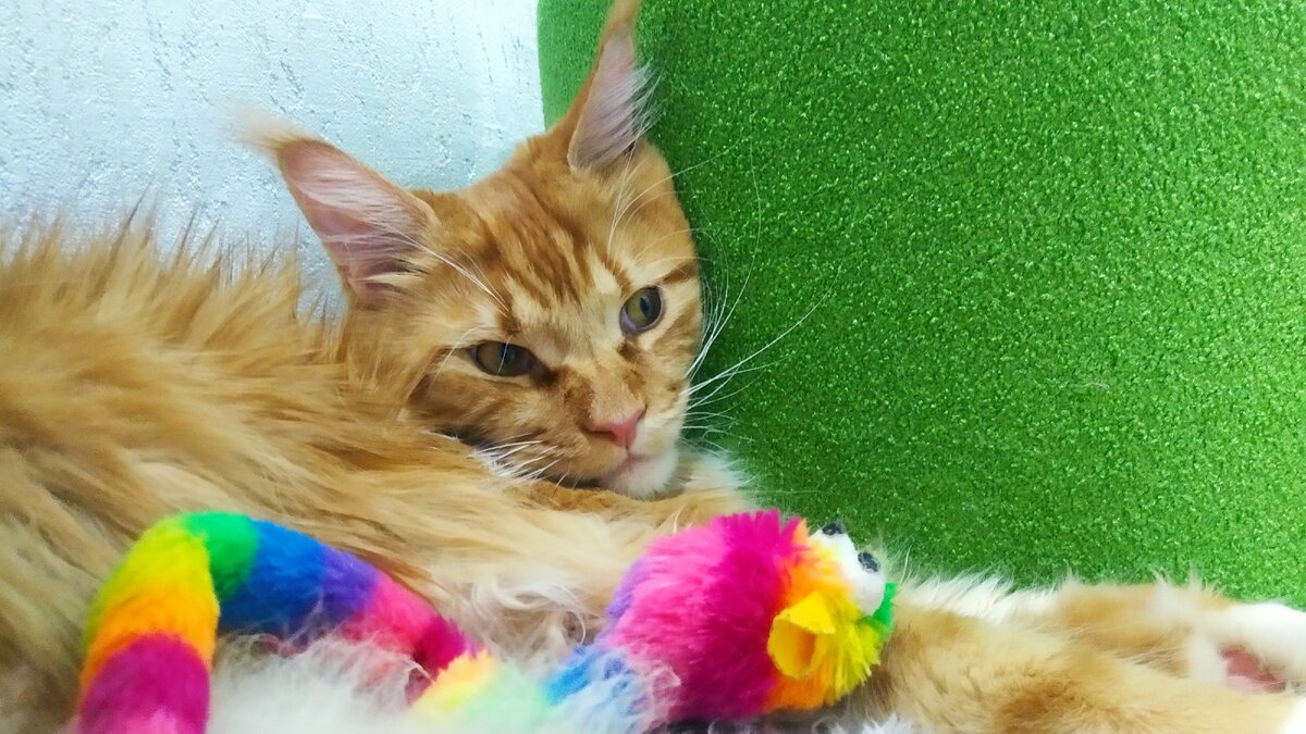 Мейн кун Степа