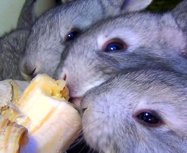 Любят так, что за уши не оттащить.