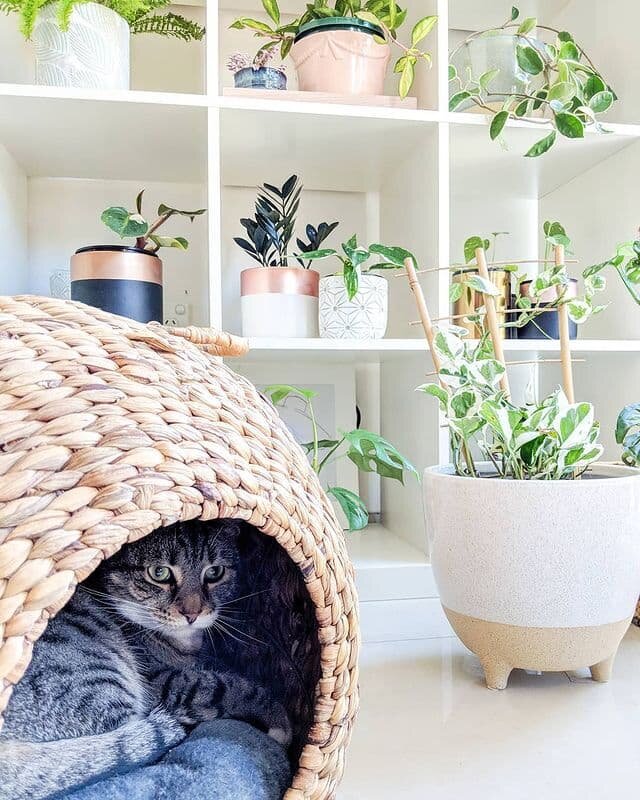 фото Instagram lush_vibes_