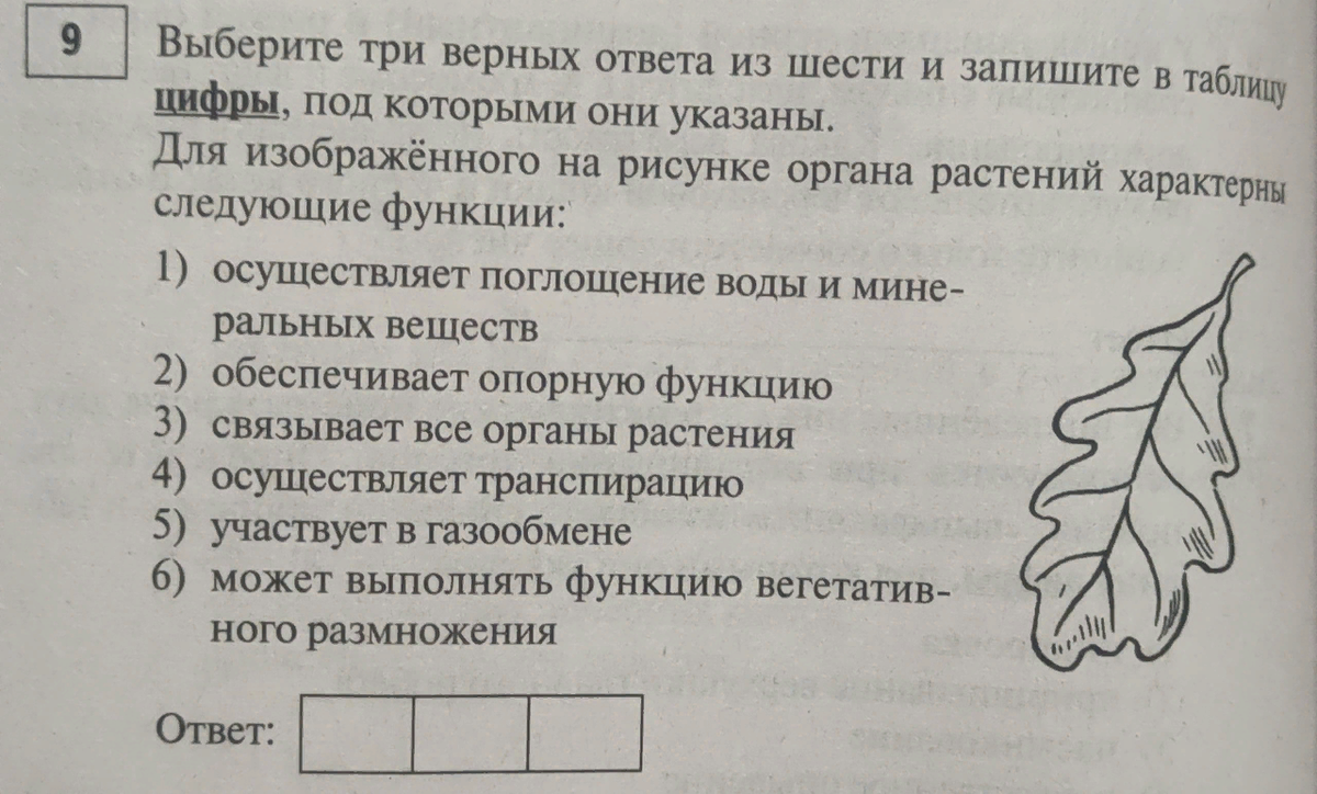 Занятие 4. Ботаника. Вегетативные органы. Лист. | ЕГЭ химия и биология,  психология | Дзен