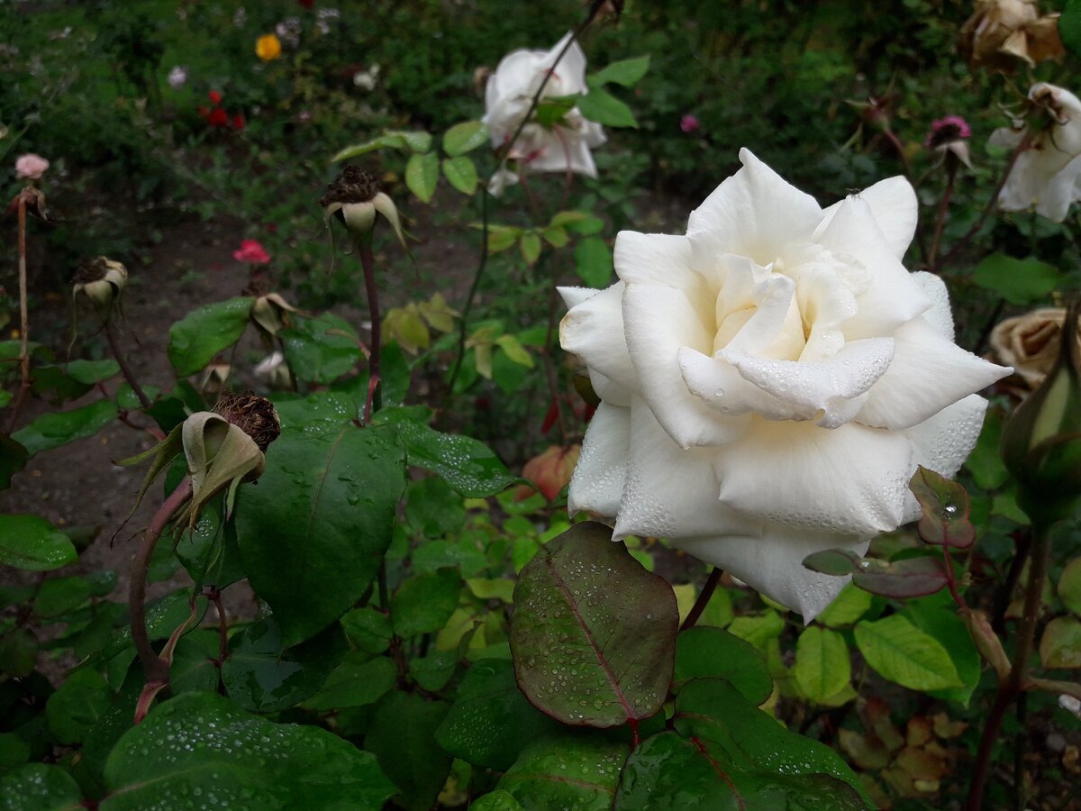 Розы на улице в Перу
