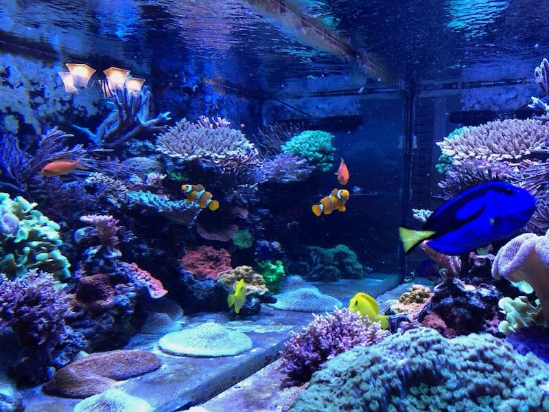 Географический аквариум. Источник: Яндекс.Картинки