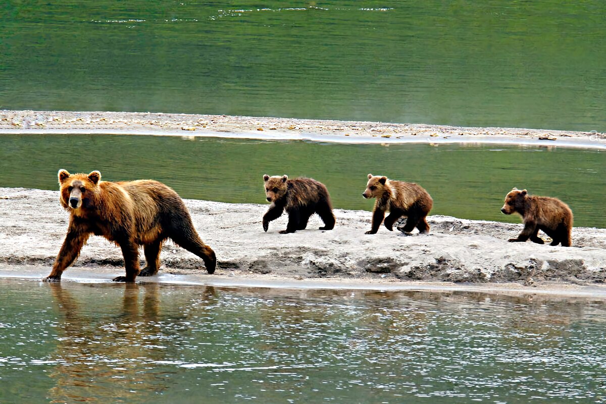 Камчатский бурый медведь. Какие животные живут на Камчатке. Медведь том. Медведь и-6.