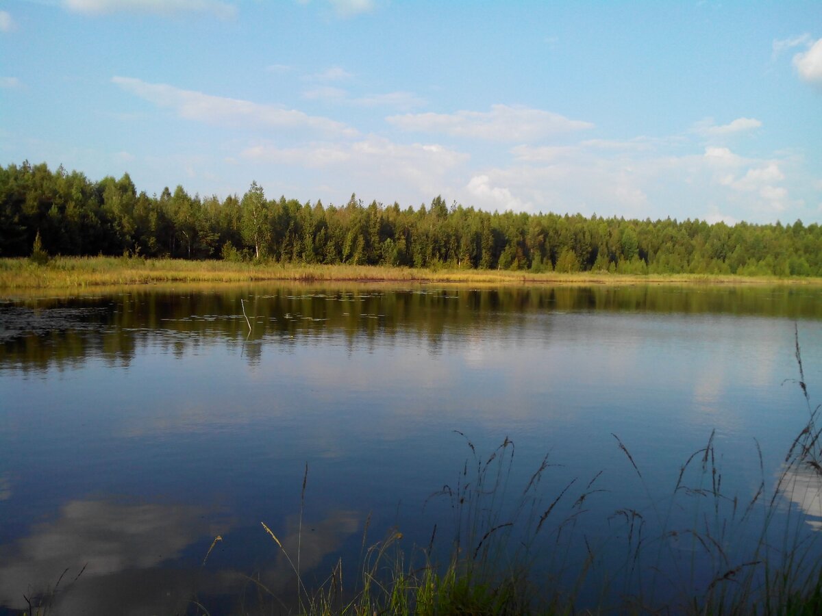 Вода в мещерских озерах. Поганое озеро Мещера. Озеро поганое Рязанская область. Митинское озеро Мещерский край. Поганое озеро Мещерский край.