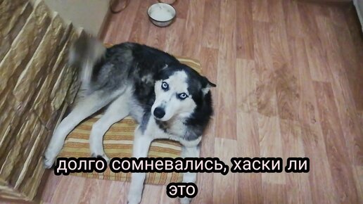 Можно ли хаски. Догонит ли хаски зайца. Пахнет ли от хаски собачатиной. Сможет ли хаски защитить хозяина. Можно ли хаски сырую капусту
