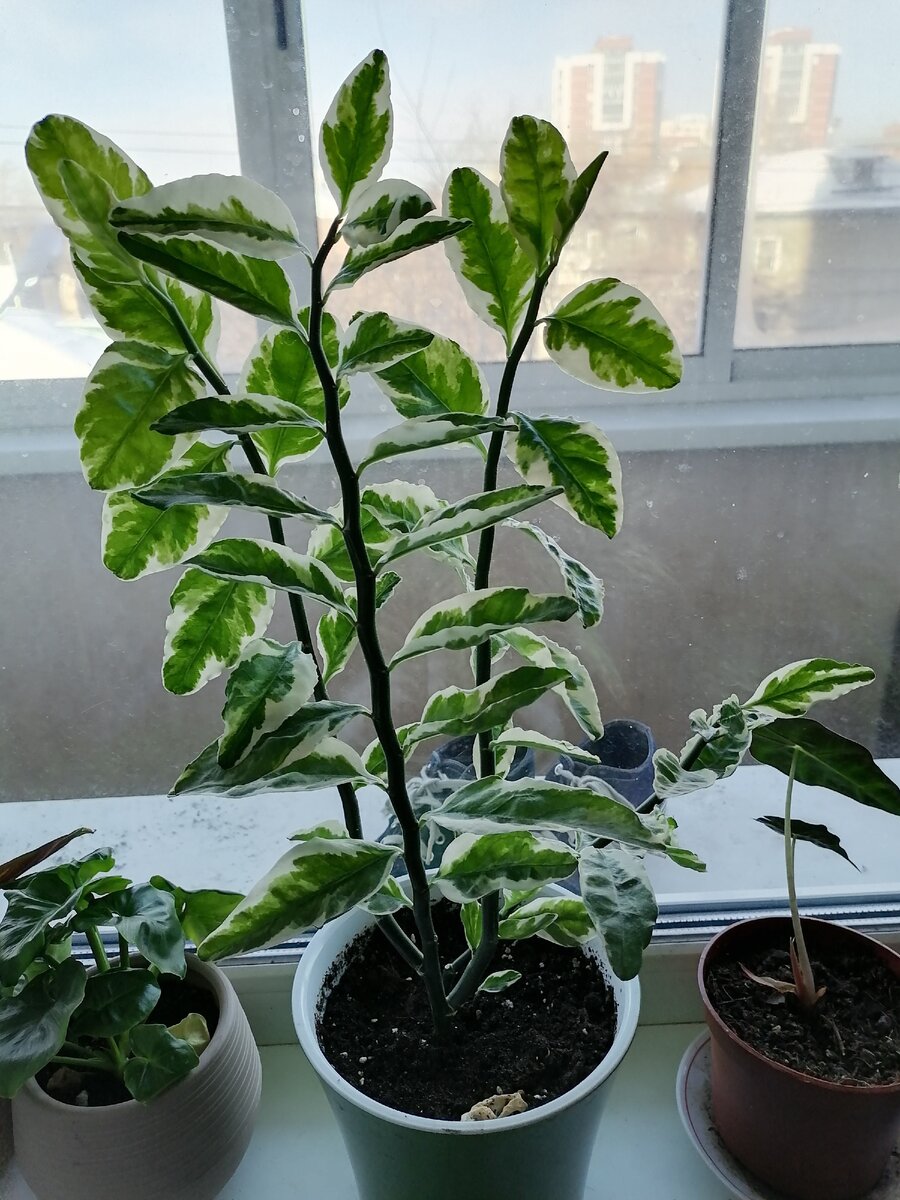 Педилантус 