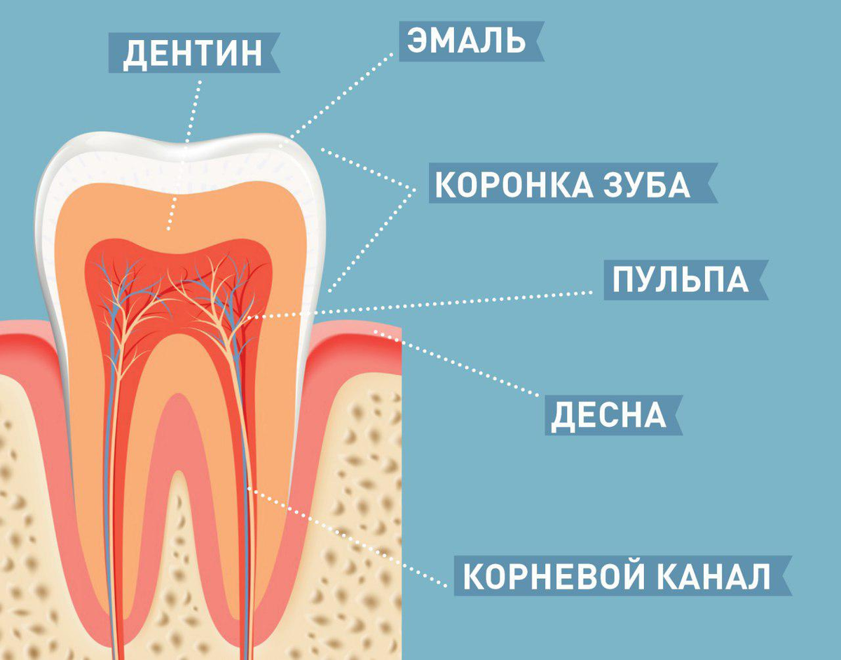 Эмаль зубы что это. Строение дентина и пульпы зуба. строение зуба эмаль дентин цемент. строение зуба эмаль дентин пульпа. строение дентина зуба человека.