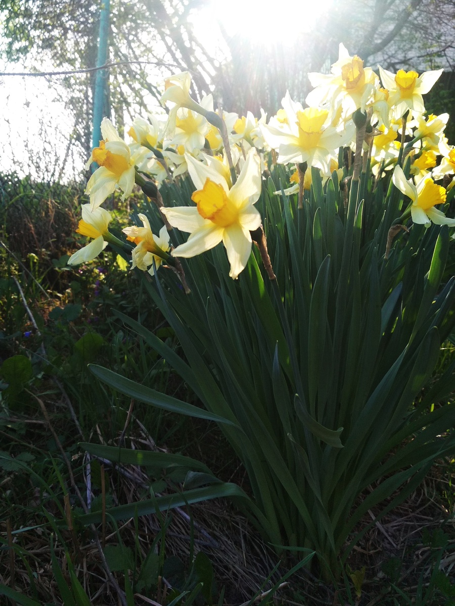 Вот такие желтые головки встречают меня в первые весенние деньки. Фото из личного архива автора,2020
