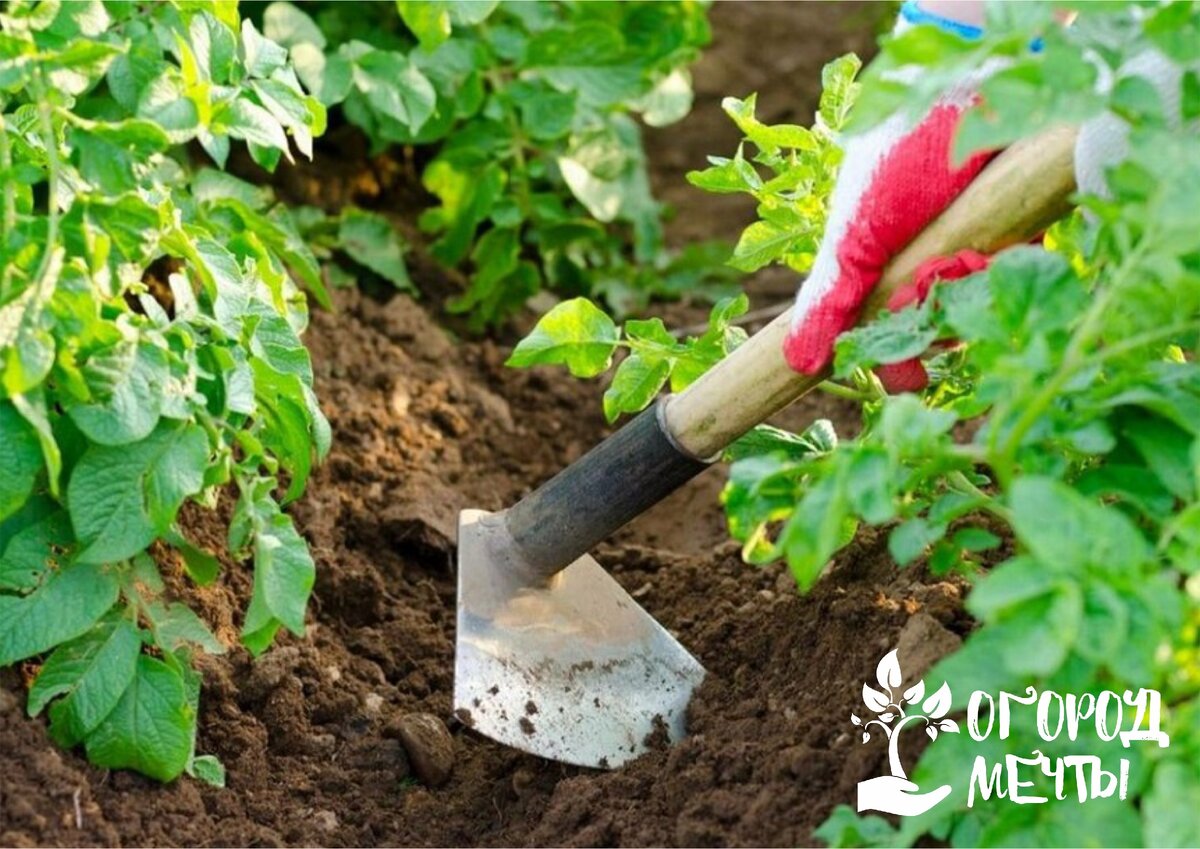 Лучшие садовые инструменты: какие должны быть и как сделать