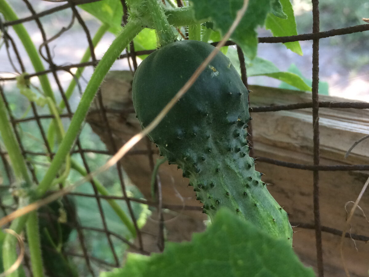 не хватает микроэлементов огурцу. Фото автора.