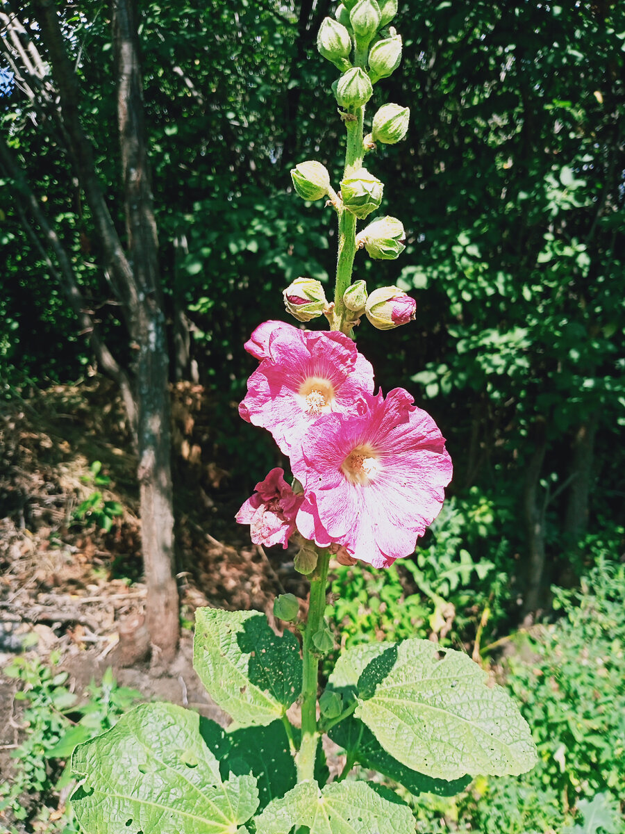 Просто цветочек для красоты