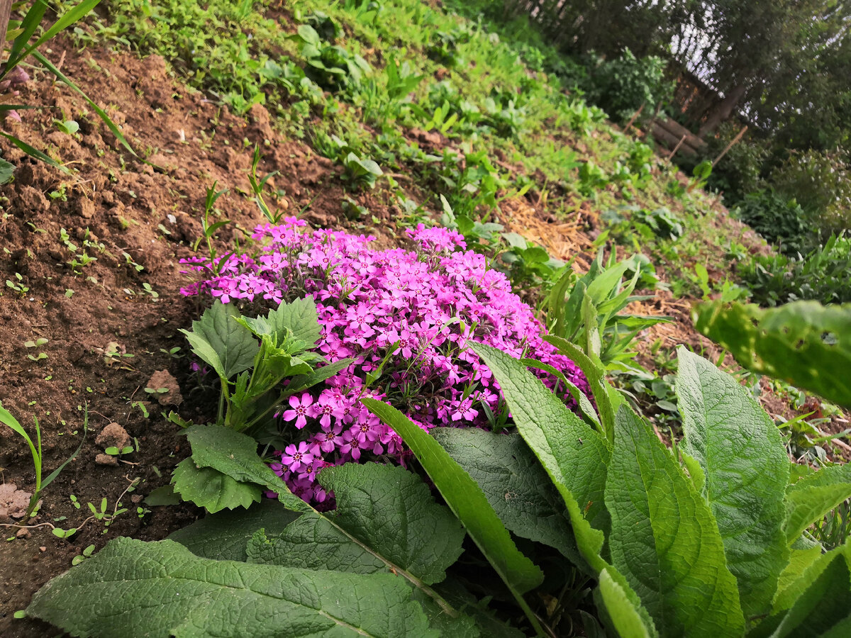 Я не силён в названием, но вот есть такой красивый розовый кустик цветов)