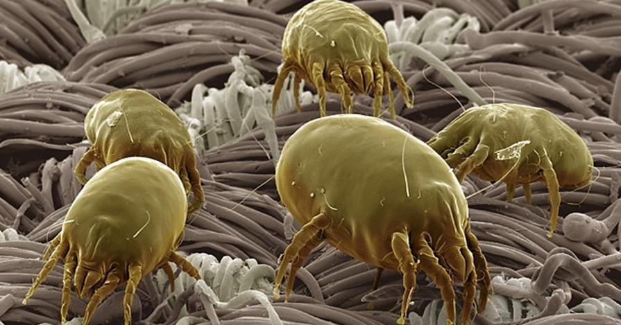 150 видов! Интересно какой вид обитает в вашей игрушке?