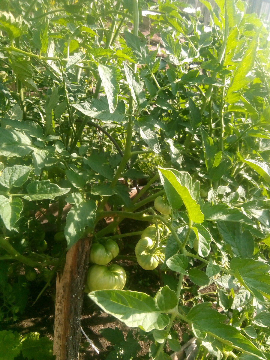 Вот такой красавец наклонился под тяжестью плодов
