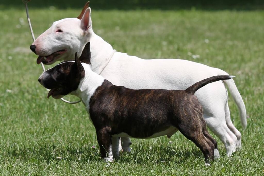 А вот бультерьер не будет убегать без повода, какого он бы ни был размера