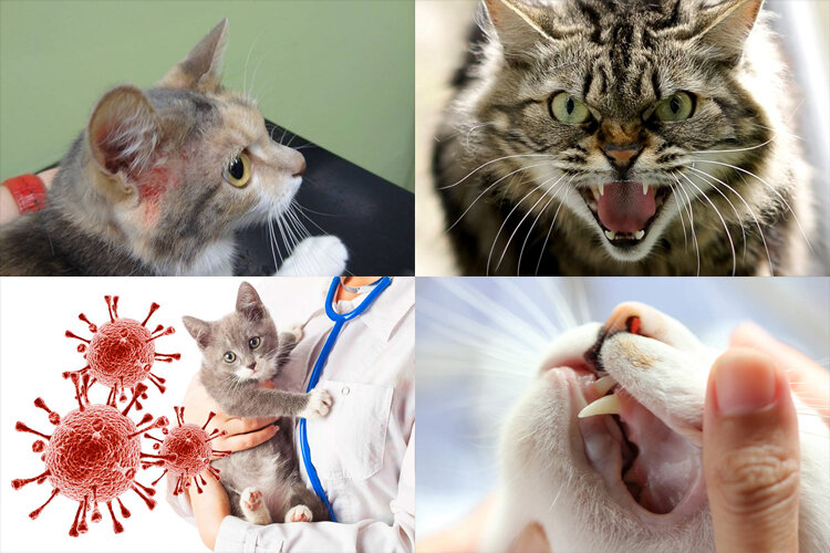 Опасность блох для котов