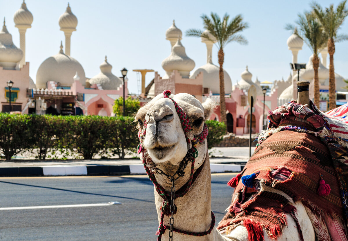 Шейхи в Шарм Эль Шейхе