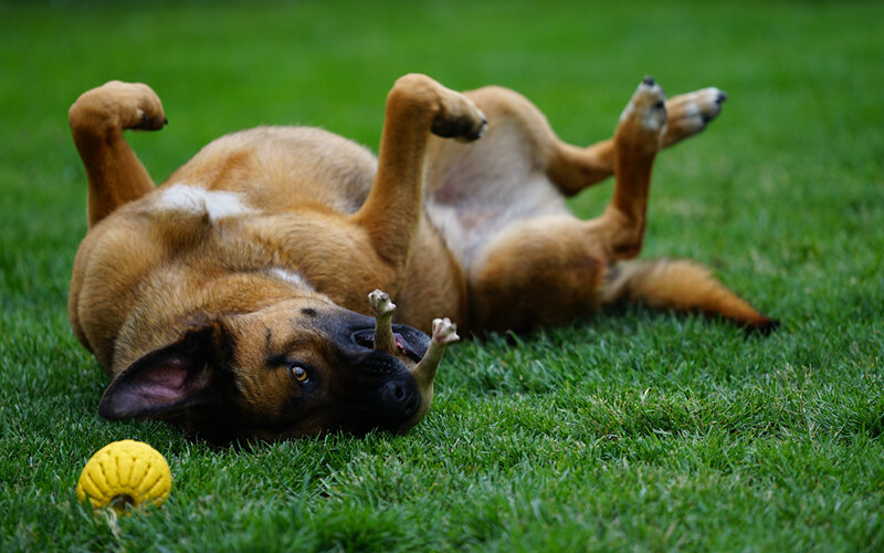 Знать, что у собаки есть хорошая игрушка, удобная подстилка, миска с вкусной едой- не так уж много нужно хозяину для счастья. Фото mariuszopole/Pixabay 