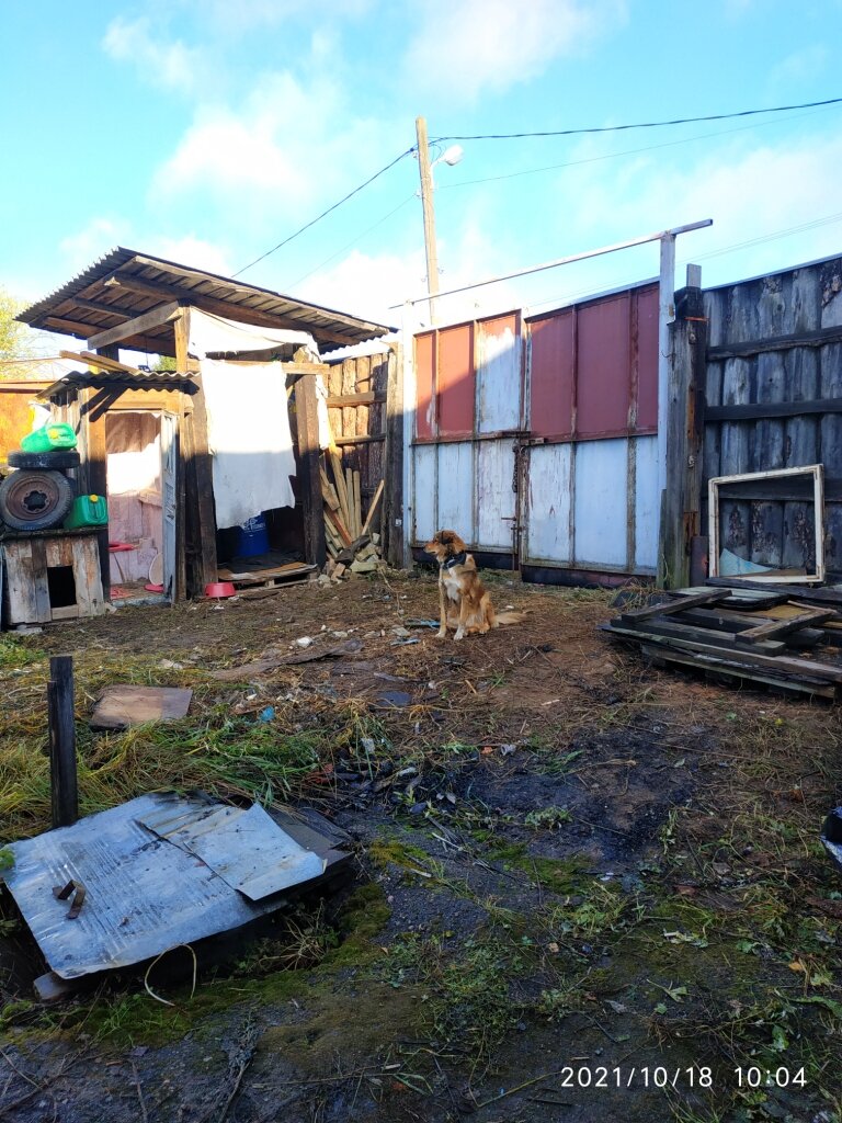 Рыжик печально осматривает территорию. "Мало того что на цепь посадили, так ещё и во дворе кошмар просто", вот наверняка о чем думает наш рыжий парень)