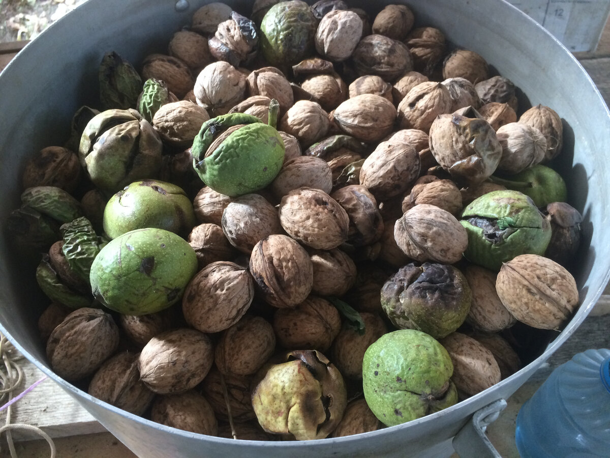 Орехи со светлой скорлупой без чёрных пятен и увесистые - это то, что нам нужно!