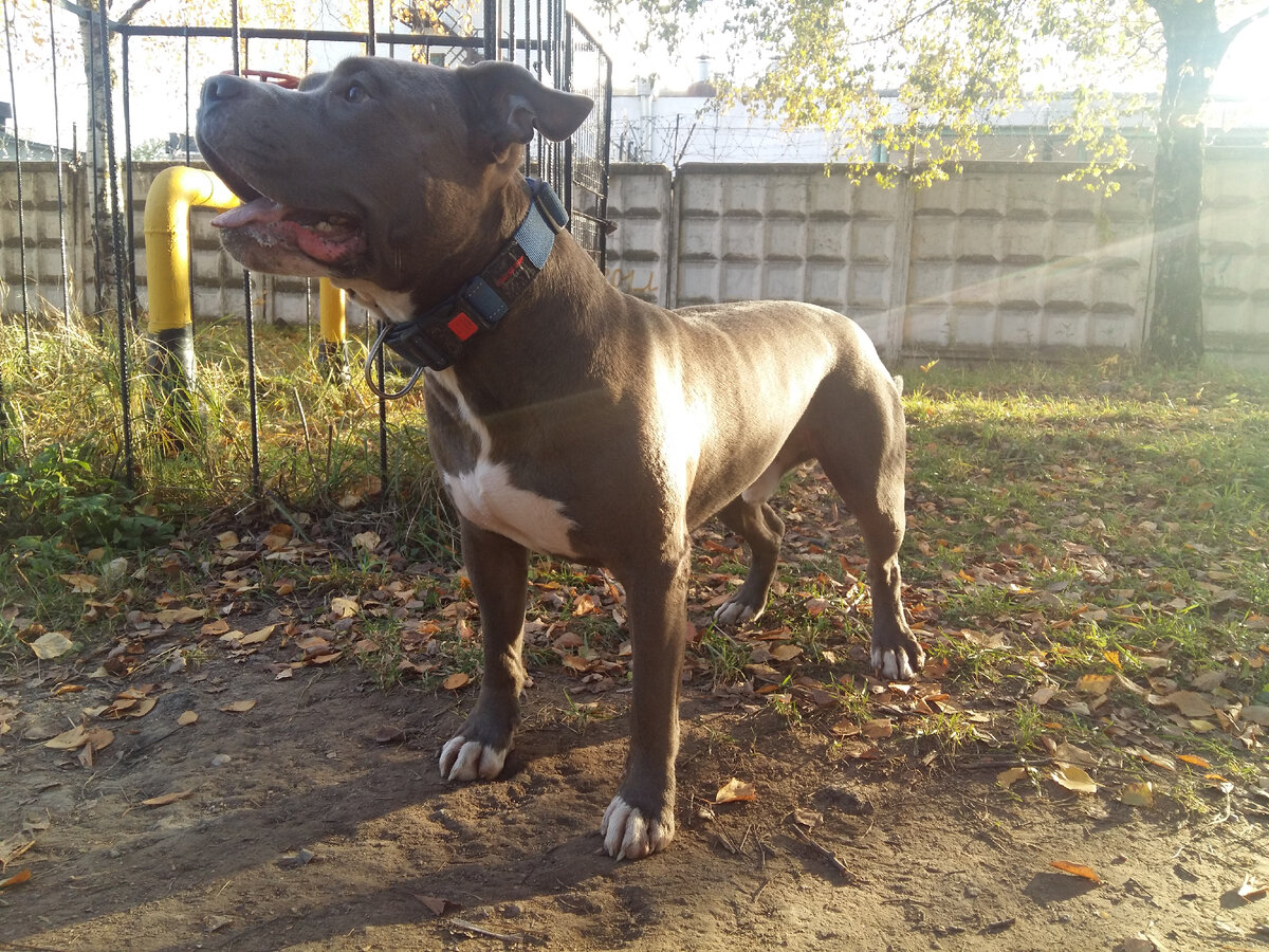 Американский стаффордширский терьер Бран