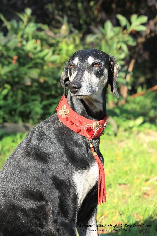 Гранд Чемпион России Арабская борзая Слюги Ирма эль Хассен де ла Берондиере, основательница поголовья Слюги в России - 2 фото.