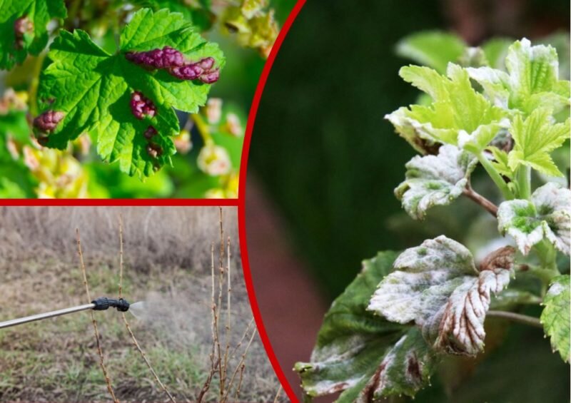 Болезни черной смородины