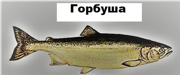 Отличия голца самца и самки: определение пола в рыбоводстве