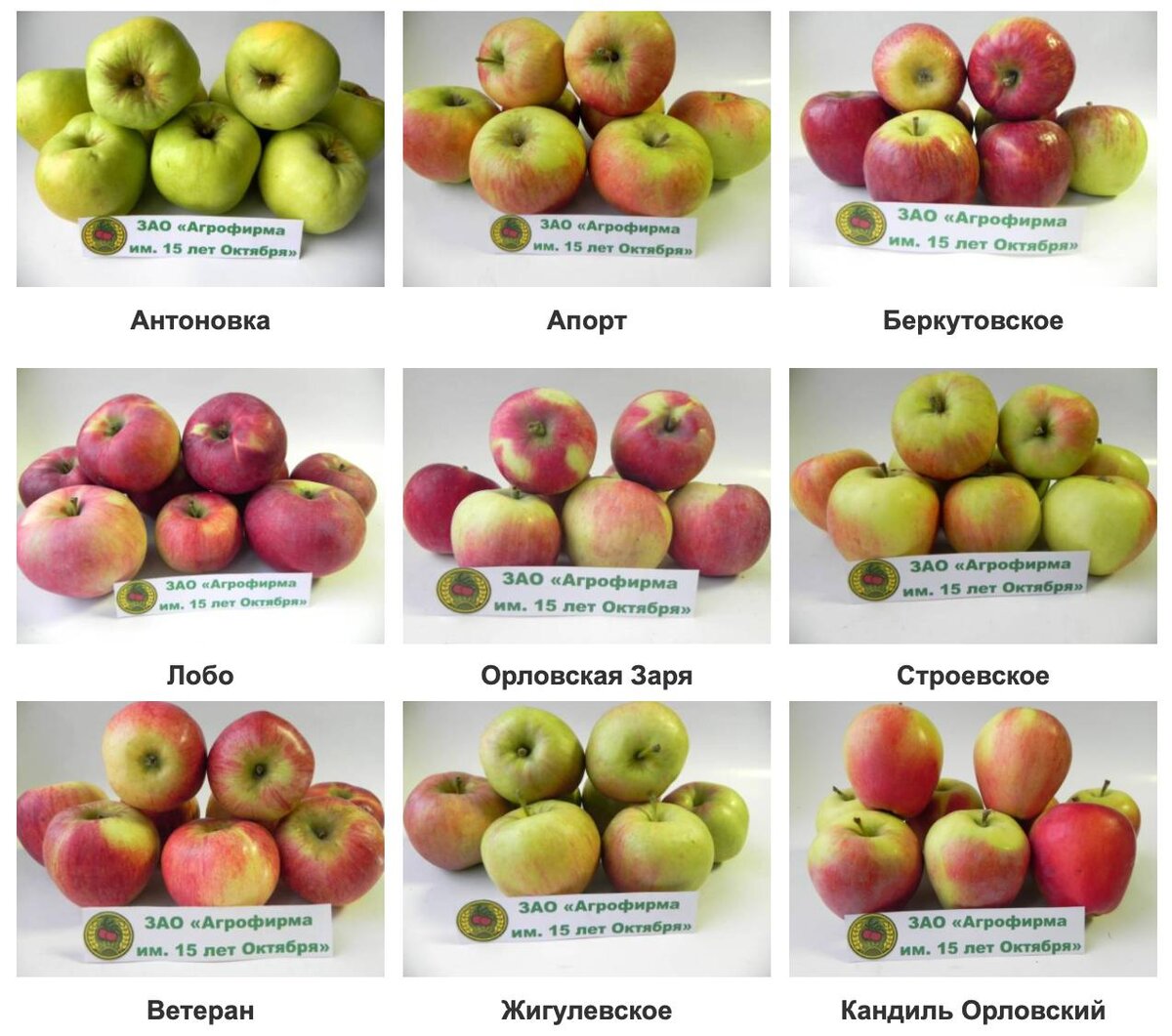 Самые популярные яблоки. Сорта яблок названия. Сорта яблок в картинках. Самые распространенные сорта яблок. Назовите сорта яблок.