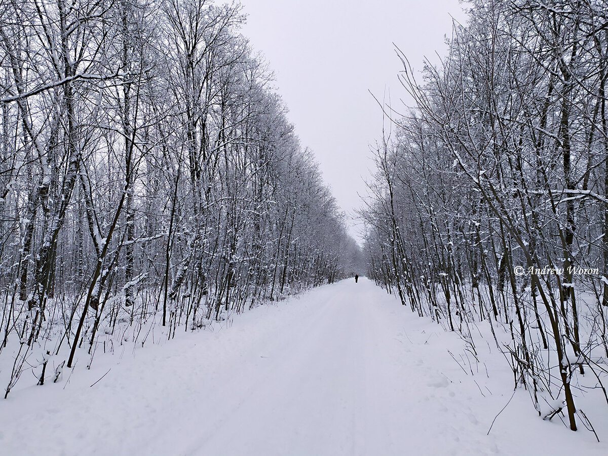 Аллея через лес от ж/д полустанка к поселку