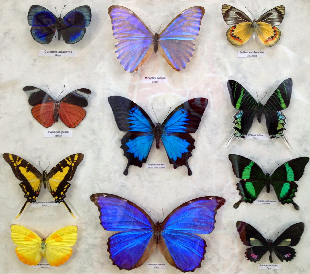 Бабочки в москве где. Виды бабочек. Породы тропических бабочек. Разные бабочки. Тропические бабочки и их названия.