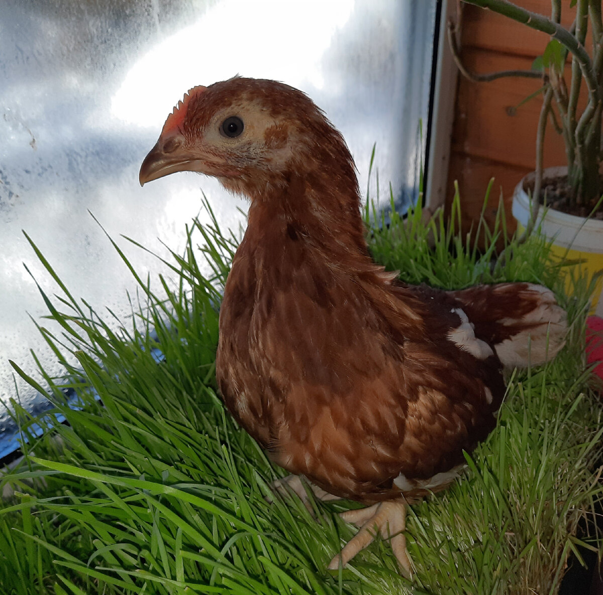 Гипподроника для кур несушек