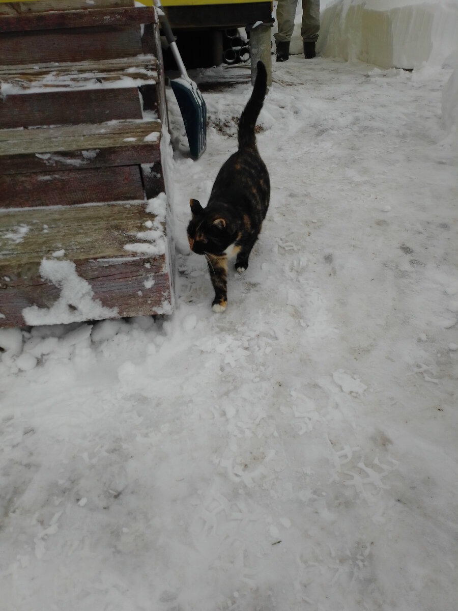 Пэгги обходит дом дозором по прочищенным дорожкам