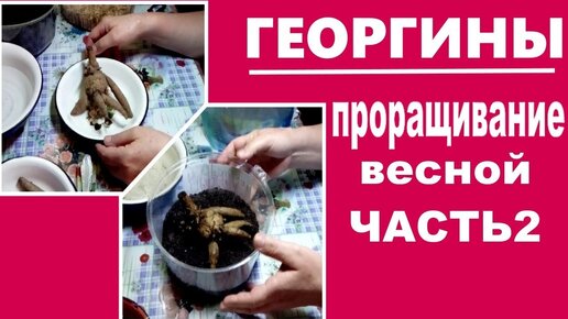 Когда и как проращивать георины весной