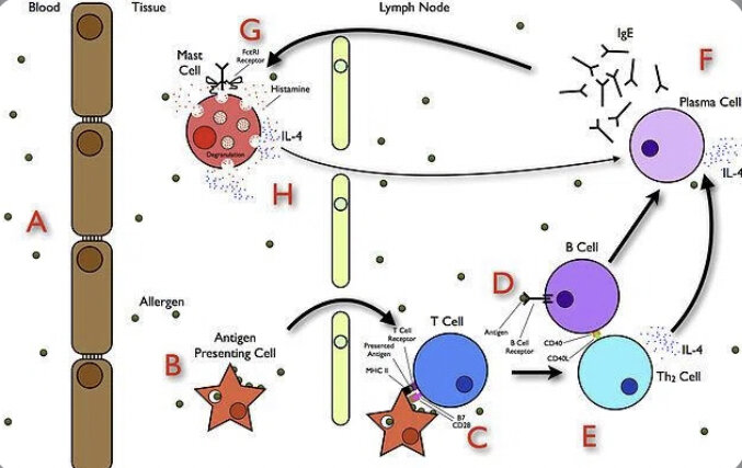 Принцип АСИТ