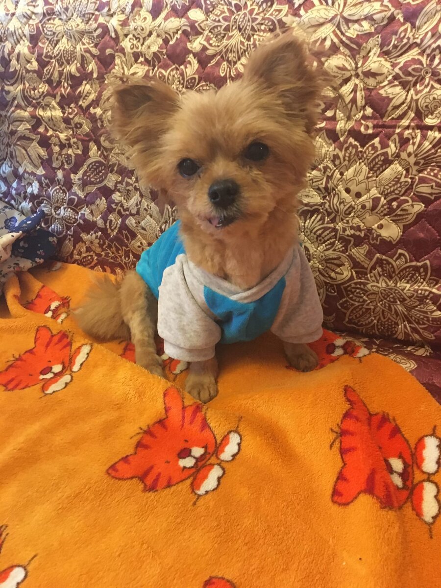 В любую погоду… 	Сколько себя помню – любила кошек. Но так уж получилось, в какой-то момент времени у меня появилась собака. Зовут его Кроша. Это единственный экземпляр в мире.  Мама породы йоркширский терьер, а папа длинношерстный чихуахуа. Считается, что Кроша породы чихайорк.
	Хлопот он мне не доставляет больших. Главное – покормить, выгулять и чтобы дома тепло было. И этот процесс не имеет выходных и праздничных дней. В любую погоду надо идти гулять.
	Чем старше он становится, а ему уже двенадцатый год, тем медлительней  становится. Все как у людей – меньше энергии, больше полежать. Кто кого выгуливает, сложно сказать. Если бы не было Кроши, то я бы реже выходила из дома в выходные дни. А так, хочешь, не хочешь, одевайся и вперед. Зимой так не хочется выходить из дома лишний раз.  Пока натянешь все одежки на себя. Но деваться некуда, надо идти. 
	Я это все описываю по одной простой причине. Меня всегда мучает мысль. Мы, люди, ходим на работу в любую погоду, и в жару, и в морозы, и в дождь. А собака, породы чихайорк, к процессу выхода на улицу относится очень избирательно. Нет, пока он дома и еще не знает, что творится за окном, ему туда очень хочется. А вот когда вышли из подъезда, а там снег, метель, ветер, а летом – жара,  тогда желание  пропадает мгновенно. Максимально быстро справляются все потребности и домой. Причем, лапы очень быстро двигаются в этом направлении, даже торопить не надо. Я иногда начинаю тянуть, чтоб прогулку продолжить, но мой песик упирается всеми четырьмя лапами и так на меня смотрит, что самой смешно становится.
	Как говорится: «В любую погоду радуйся жизни».
