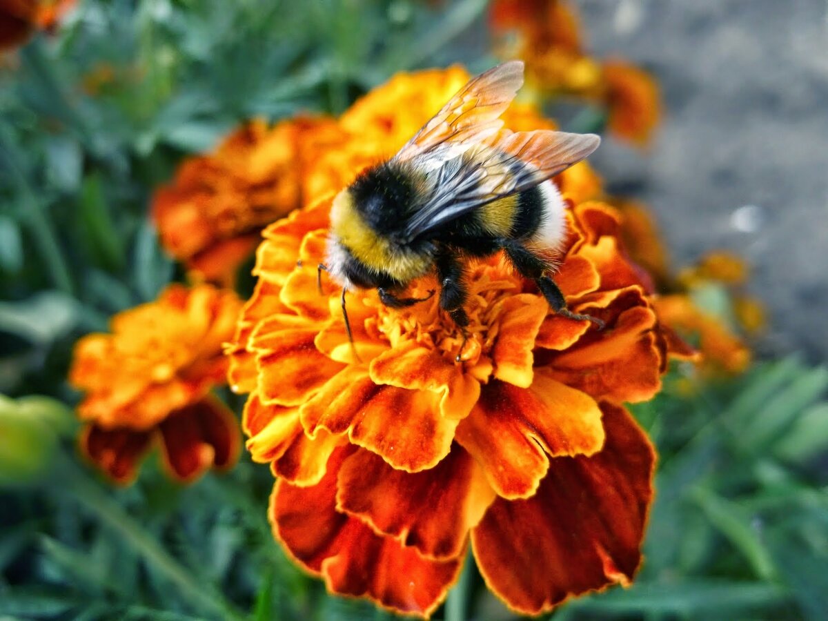 Бархатцы: зачарованные скромники