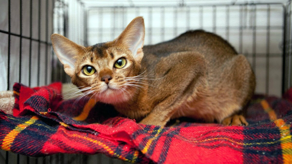 Абиссинская кошка сколько живут. Абиссинская кошка. Абиссинская кошка серая. Порода кошек абиссинец. Эфиопская кошка абиссинец.